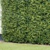 Bloom Buxus Artificial Hedge Screening 4pk 2 Bloom Buxus Artificial Hedge Screening 4pk -Addis Homedecor Store 381711 artificial buxus hedge screening 1mx1m 2