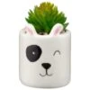 B&M Mini Succulent - Panda -Addis Homedecor Store 394778 mini panda succulent